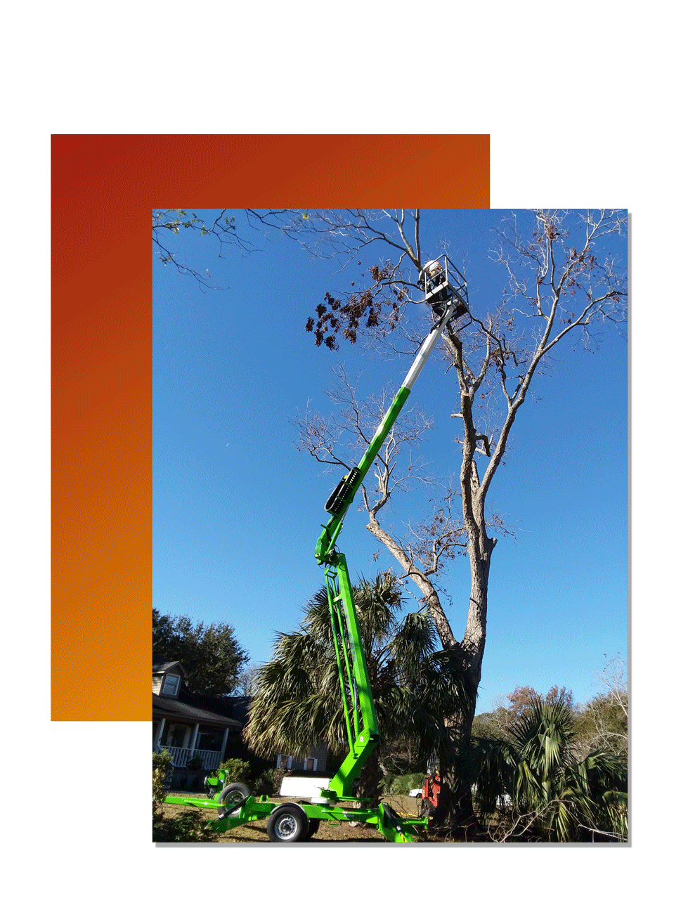 Charleston tree services