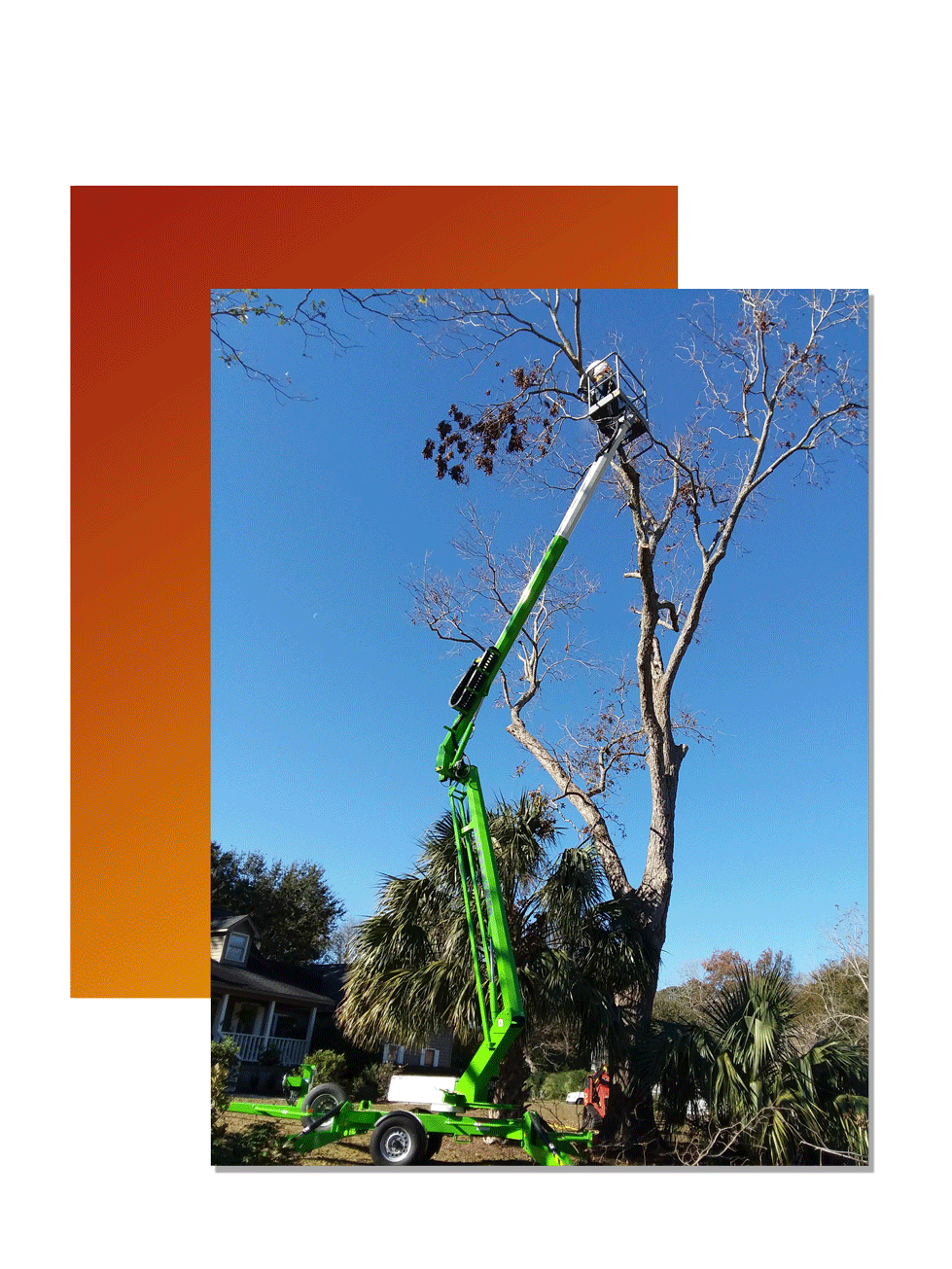 Charleston tree services